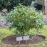 Memorial Shrubb