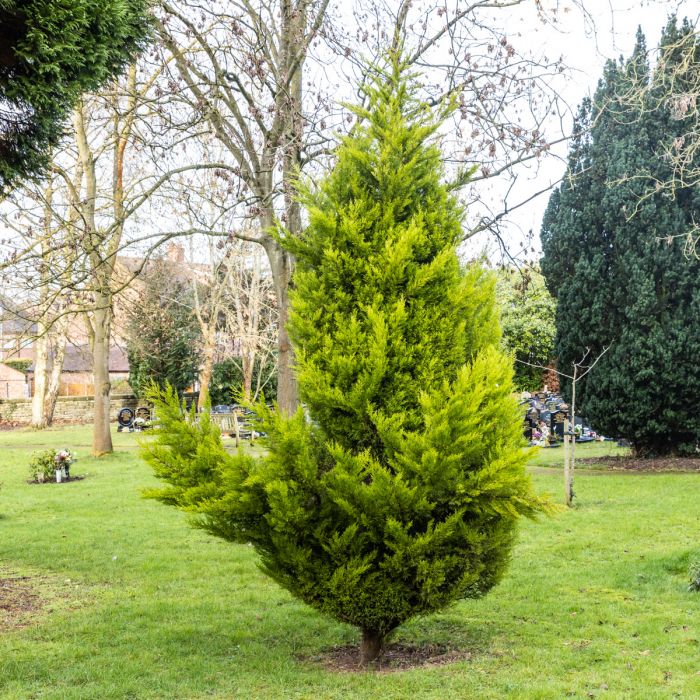 Memorial Tree