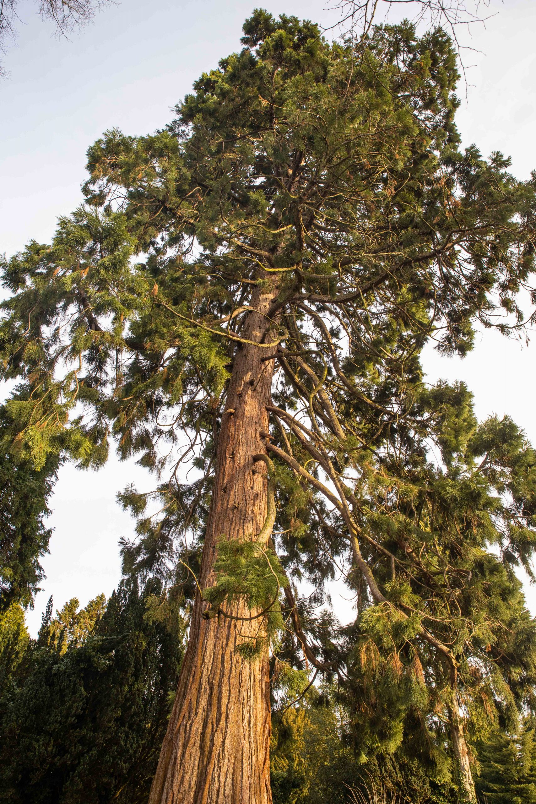 Giant Redwood