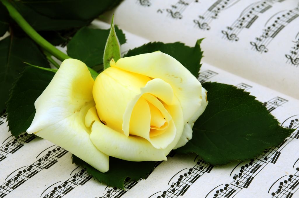Music score with single flower Music score with single flower