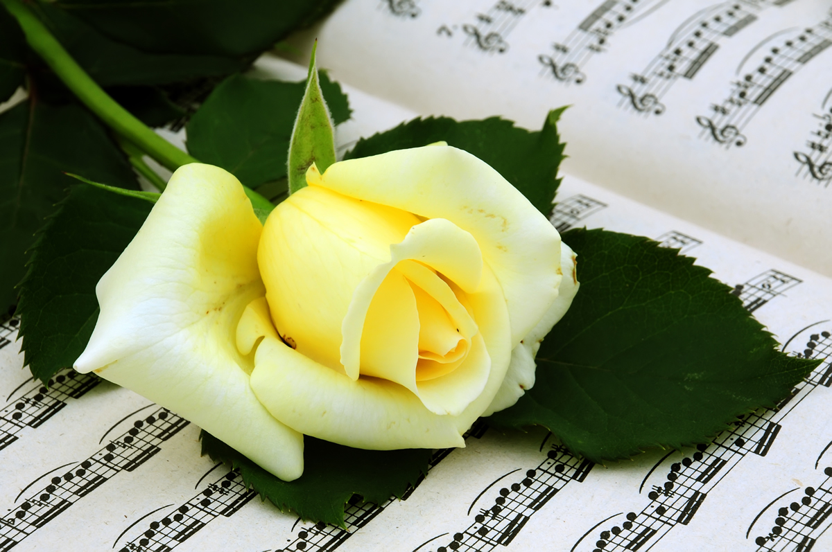 Music score with single flower
